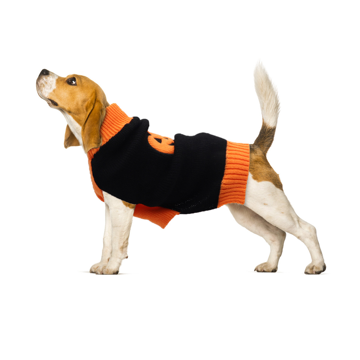 Ropa de mascotas Ropa de perro Otoño Invierno Fudo Teddy Corky Suéter de perro caliente Ropa de perro pequeño Ropa de gato