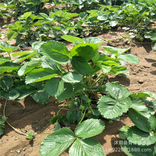 ����ֱ�N���l����  ������ݮ �S���ݮ Ҏ���Rȫ ���C�ɻ���.