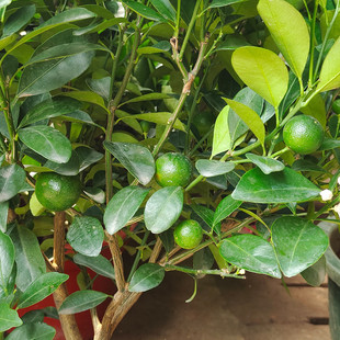 �_�I���w�ͶY�辰�Gֲ��ۘ䎧����ʳ���������Ә��̨ͥԺ�G