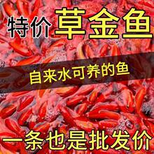 冷水鱼苗小金鱼红草金观赏鱼锦鲤活鱼活体好养耐活鱼