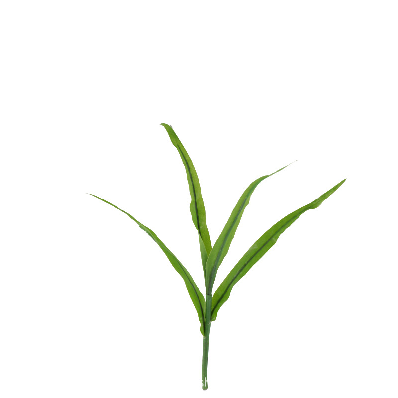 XRB-082 玉米苗  (4).jpg