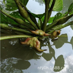 Aquatic Plant Old Water Chestnut Seeds Pond Hydroponic Feed Seedlings Two-Horned Horns Green Water Chestnut Seedlings Fruit Seeds