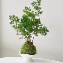 ���R��̦�\���҃��k���ҾGֲ̦�\����p��ֲ����ؔ�F����������