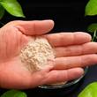 陕西合作发酵有机番茄
