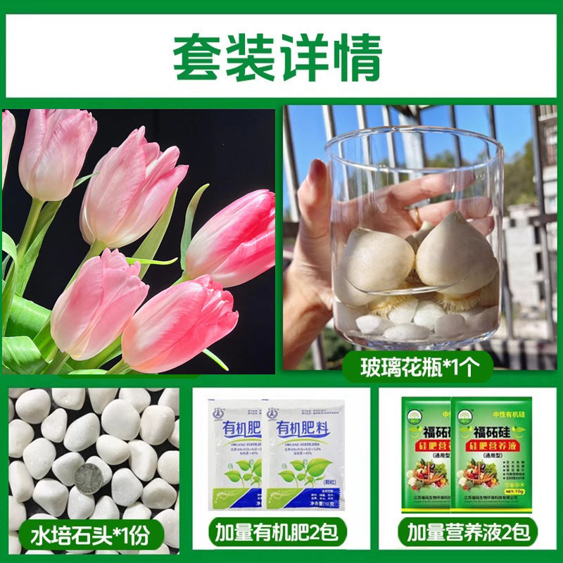 Round bottle hydroponic kit: a9 fairy tulip 5 large bulbs + 2 nutrient solutions + 2 fertilizers + glass bottle + pebbles
