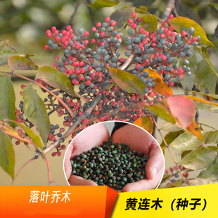 �S�Bľ�N���²���ľ�N�ѿ�ľ�����S鬘��ļ��ɲ�ͥԺ�S�Bľ�N����