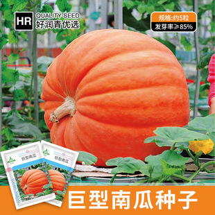 �S�����l�����ϹϷN�Ӵ����＾ͥԺ�^�pʳ��̫�մ��ϹϷN�Ѽs5��