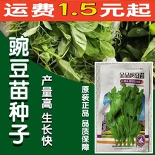 厂家批发豌豆苗种子四季室内阳台盆栽豆苗种籽豌豆尖芽苗菜菜籽种