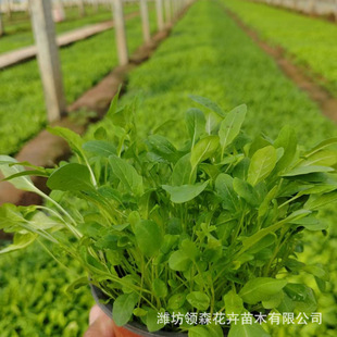Wholesale High-Quality Beautiful Evening Primrose Cup Seedlings Greening Project Cup Seedlings Planting Base Ground Cover Greening Beautiful Evening Primrose