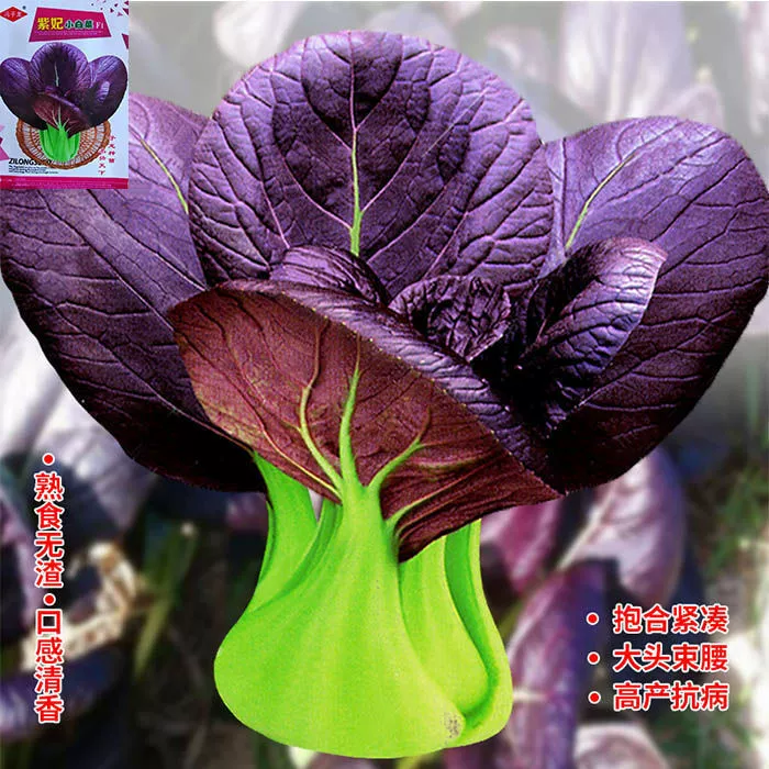 Zifei Шанхай Зеленые Семена Шанхай Бутик Сучжоу Зеленый Четыре Сезона Посадка Высокоурожайные Овощи Маленькие Зеленые Овощи Семена Китайской Капусты