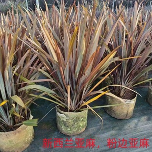 New Zealand Linen Courtyard Greening Pink Edge Linen Flower Mirror Plant Aquatic Plant Park Greening
