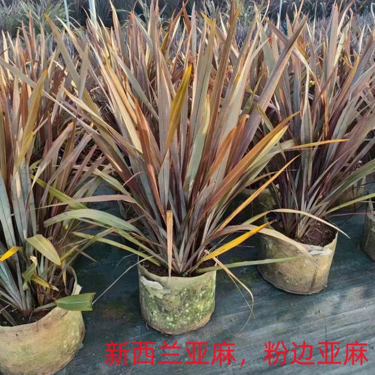 Новозеландский льняной двор, зеленение, розовая кромка, льняное цветочное зеркало, растение, водное растение, парк, зеленение