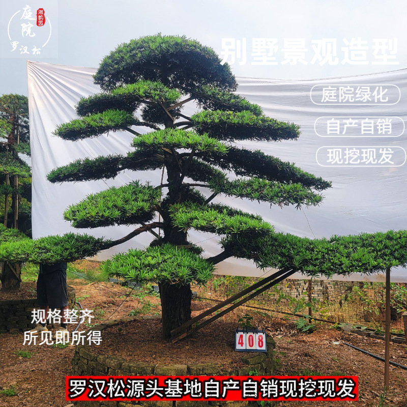 罗汉松古桩盆景罗汉松树苗庭院绿化工厂家直销罗汉松