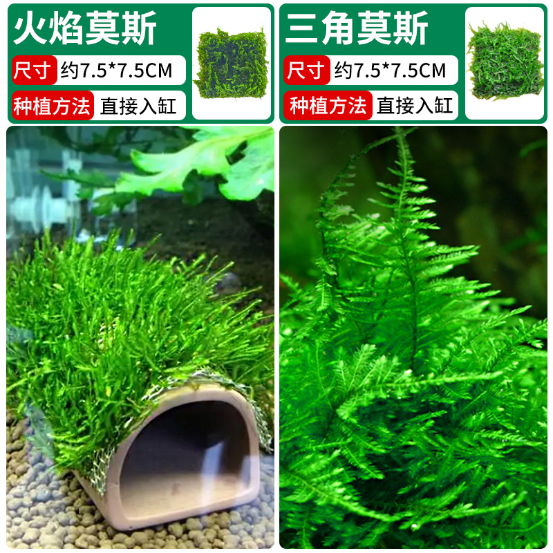 불꽃이끼 + 삼각이끼 [클래식 조합]❤훌륭한 가치]