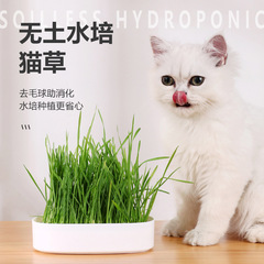 Cat grass pot, wheat seeds, soilless hydroponic, fur grass, cat mint, grow your own cat grass, cat grass granules, cat snacks