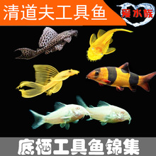 清鱼】_清鱼品牌/图片/价格_清鱼批发_阿里巴巴