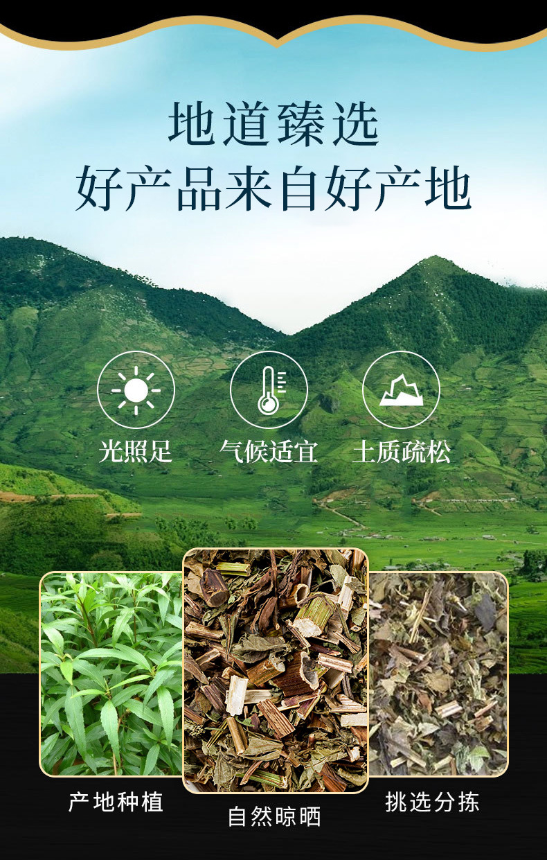 Ze Lan Herb (Lycopus lucidus) — Dried Chinese Herb for Decoction & Tea overview