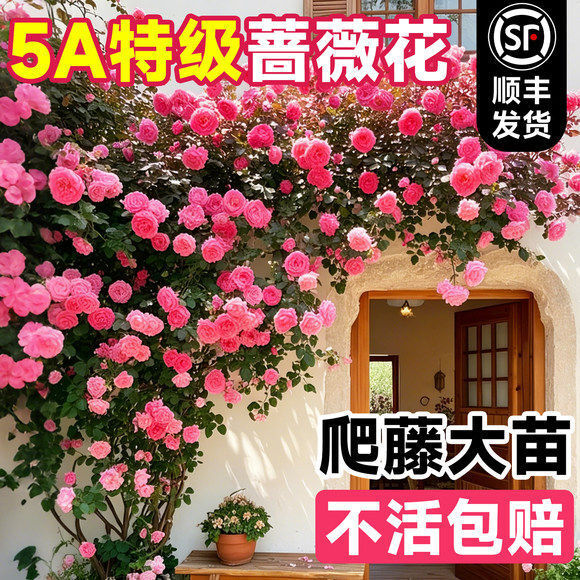 �����Nޱ���������ļ��_�����ش󻨝������¼���������ֲ���Ϙ�