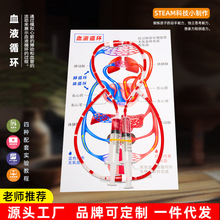 小学生科学实验器材 DIY人体血液循环模型幼儿园科技小制作批发