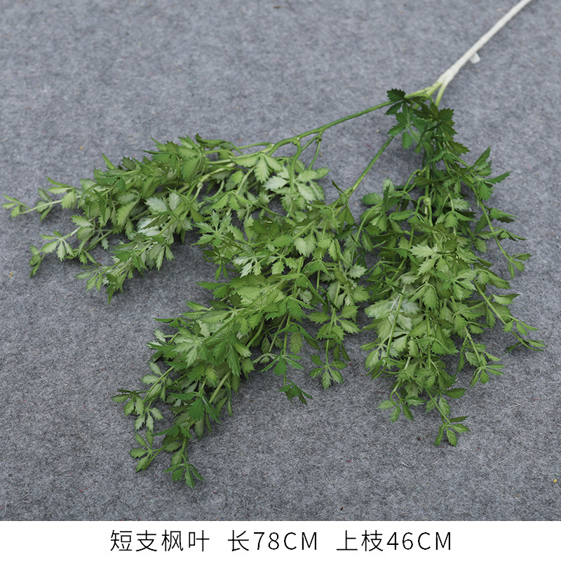 짧은 가지 메이플 리프