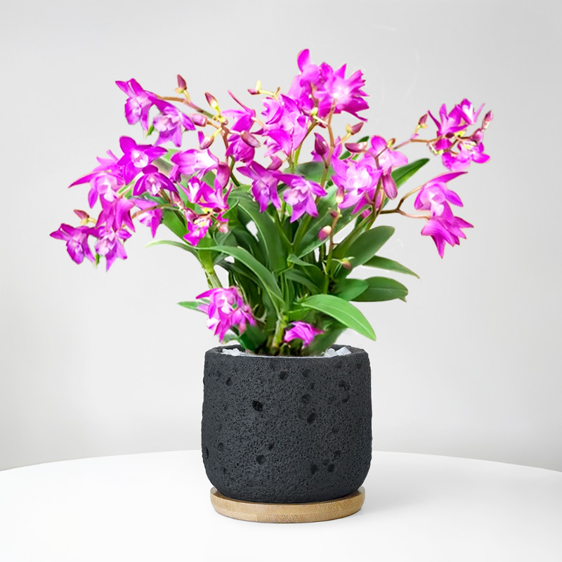 Perfume dendrobium orquídea planta en maceta con brotes de flores flores de cuatro estaciones flores de interior plantas verdes de oficina orquídea de escritorio bonsai