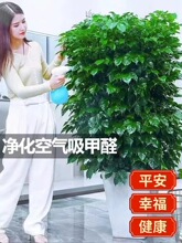 【包成活】幸福树丛生大型绿植室内乔迁花卉盆栽好养易活四季常青