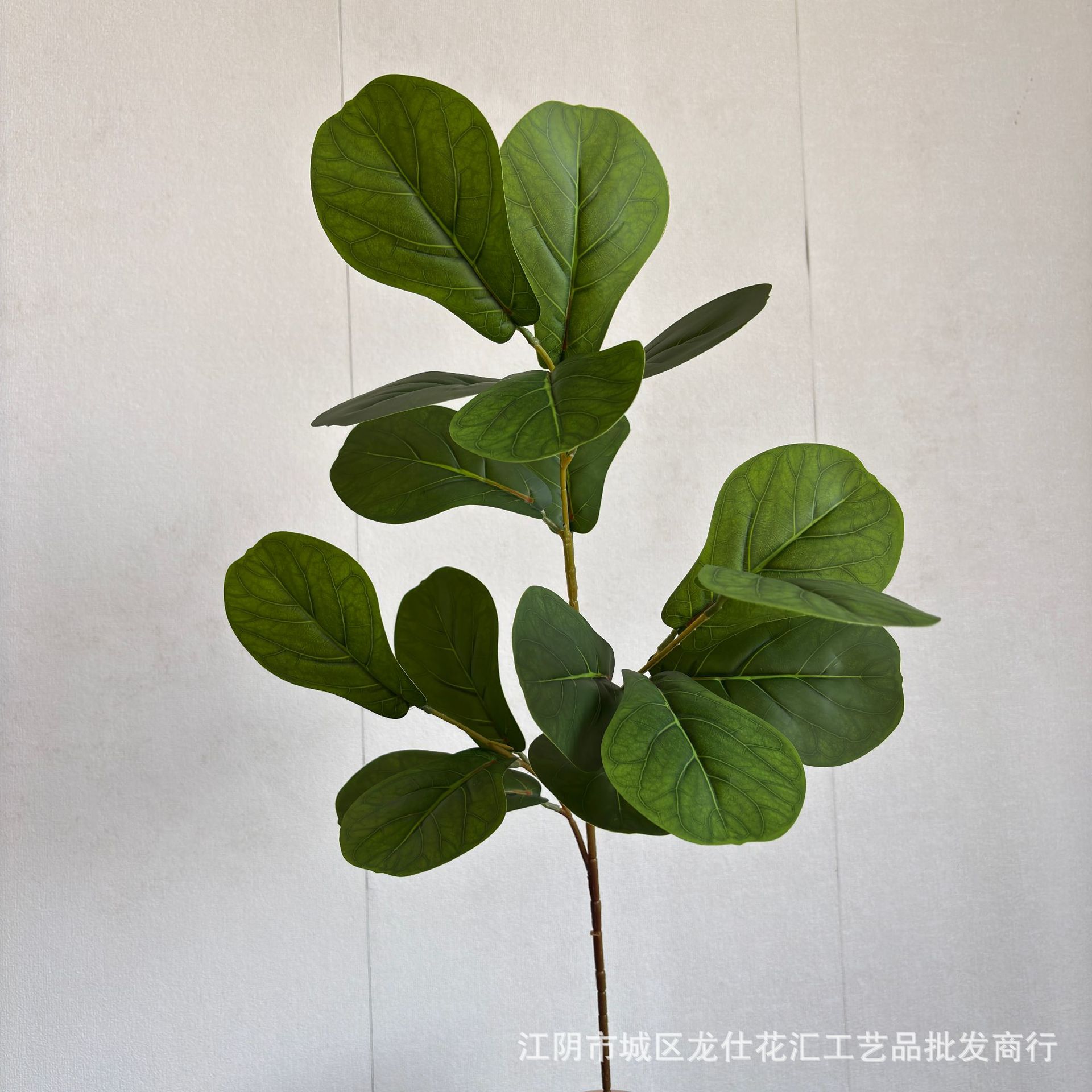 Ficus lyrata