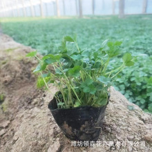 �޸��ر���ݮ���ԾG�����^�^�p�o��ֲ��ͥԺ�̨�I�B������ݮ����