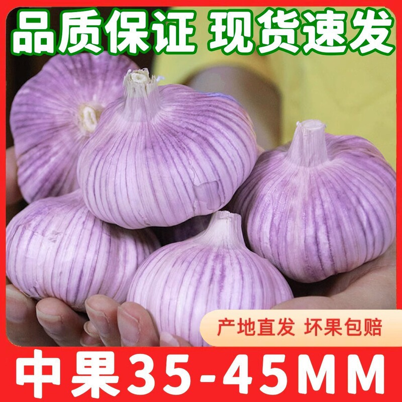 紫皮と赤皮の新鮮なニンニク、金郷の値下げ、山東省の乾燥ニンニク卸売|undefined