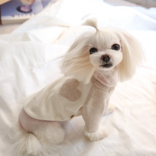 애완견 옷 테디 비숑 보미 요크셔 고양이 소형견 사랑의 자수 맨투맨 레깅스