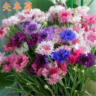 ���l�޸���ʸ܇�ջ��N�ӡ��{ɫʸ܇�ջ����ļ����N����ͥԺ��·��