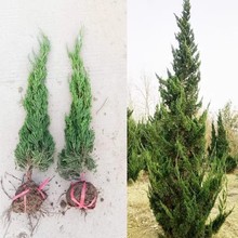 龙柏苗龙柏树苗小龙柏球蜀桧塔柏侧柏蜀块地柏宝塔松树苗四季长青