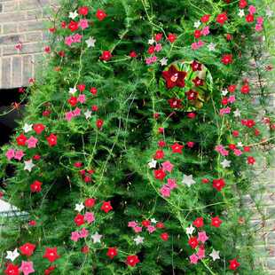 蔦蘿花圖片 海量高清蔦蘿花圖片大全 阿里巴巴