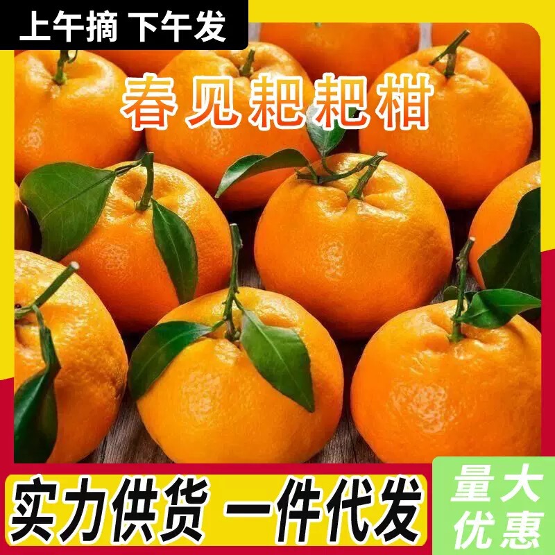 Sichuan耙耙柑 Meishan Chunjian耙耙柑 Seasonal Fresh Fruit Non-Ugly Orange Pujiang耙耙柑 Ugly Monster
