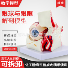 ����ģ�������c�ۿ��Ŵ�ģ�ͽ����۾����⼡ģ�ͽY����ʾ�̌W�t�W