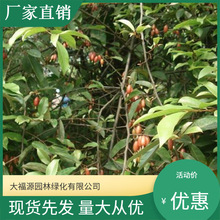 胡秃子 盆栽 金边黄杨 无刺枸骨 品种齐全 植物绿化 量大优惠