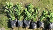 木春菊小杯 菊 沐春菊 园林绿化苗木 地被植物 成都苗圃基地