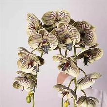 �����m�ٻ����滨�͏d�����ϵĲ廨�[�O��ˇ�[���Ҿ��Ʒ�b���