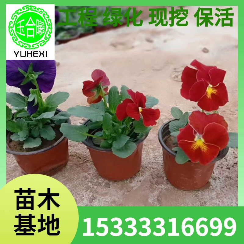 Рассада цветов бегонии, бегонии, горшечные растения, морозостойкое зеленение двора, цветы на балконе, бегонии-зайчики, кошачьи лица с цветами