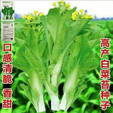 高产甜脆白菜苔种子 早熟蔬菜四季青菜阳台盆栽甜菜薹