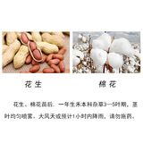 Зеленый дикий красный огненный эссенция и арахис арахисового кантона перец сладкое картофель