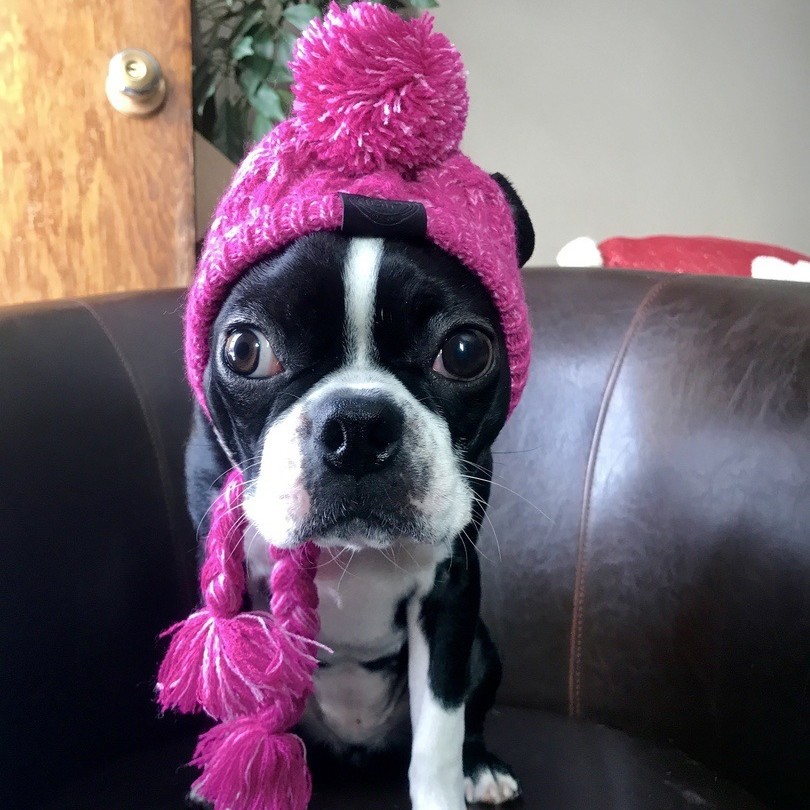 En stock Otoño e Invierno Bola de piel caliente a prueba de viento mullida Bola de punto francés cubo perro sombrero Venta caliente nueva cubierta de la cabeza del animal doméstico