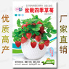 Potted strawberry seeds Potted red strawberry seed balcony fruit strawberry seeds seed vegetable seeds wholesale