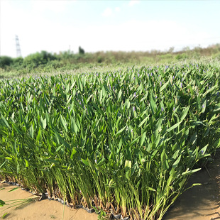 ˮ��ֲ�ﱭ�� ������ ���~�� ���˽� �L܇�� ��о�� �Sβ  �JȔ