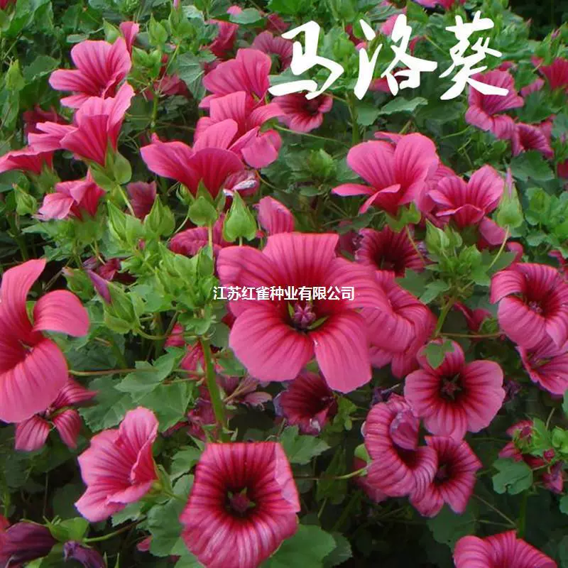 Оптовые семена мальвы, семена цветка мальвы, скорость прорастания семян мальвы