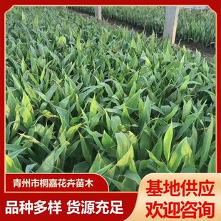 Supply Various Colors of Yellow and Pink Aquatic Banana, Wetland Garden Purification and Greening Project Aquatic Plants