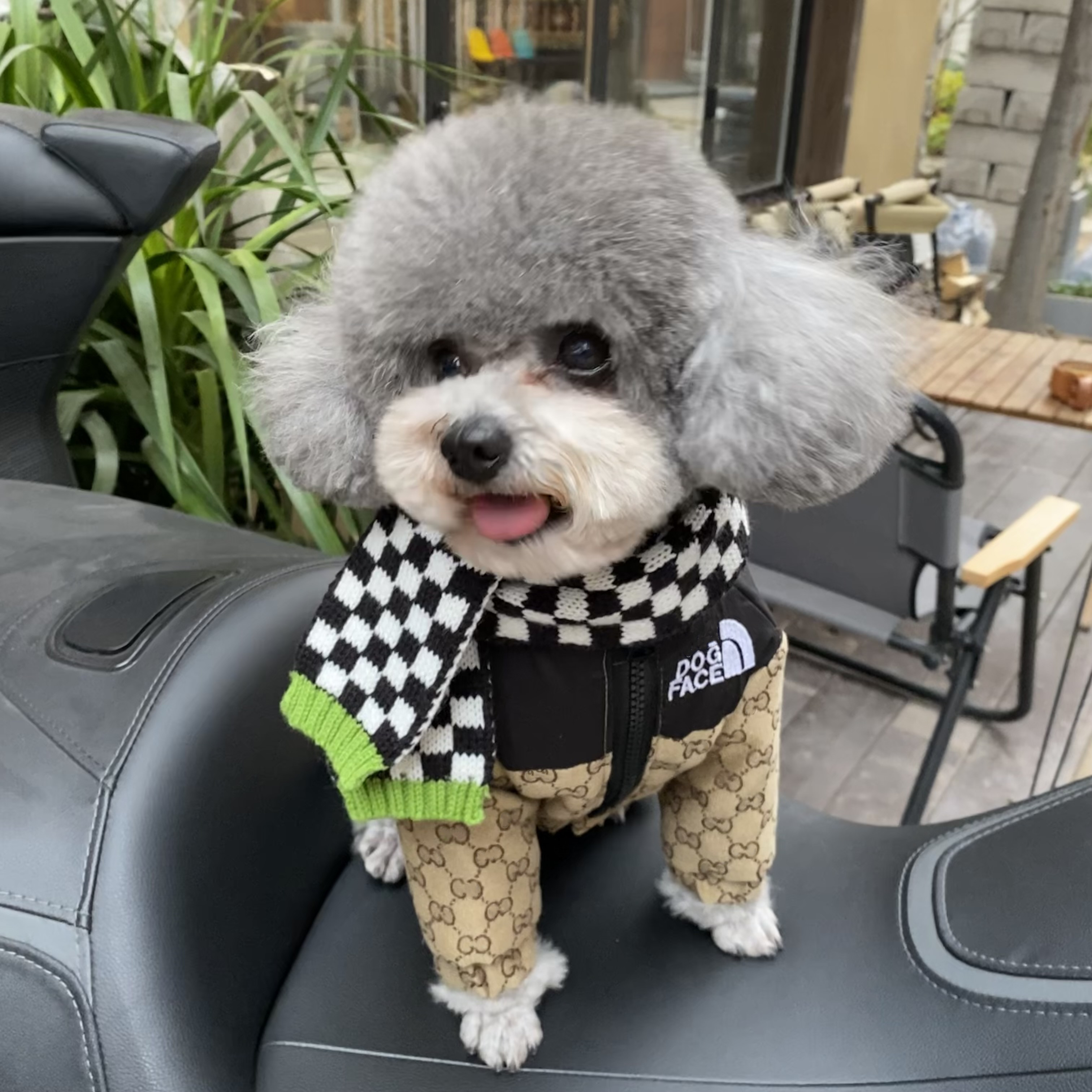 곰 방법보다 HG 개 다운 재킷 DOU CHENARY TEDDY 국경 축산 가을과 겨울 옷 겨울 따뜻한 개 옷 가을