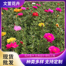 ������̫ꖻ����ԾGֲ�����G�����������׳ɻ�̫ꖻ�С��������l