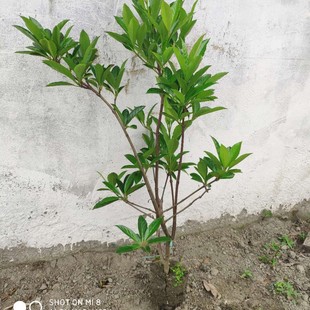 �F؛�������NҎ�񻨻ܘ�ľ���x�䶬�෨������ɺ����Gֲ��ľ