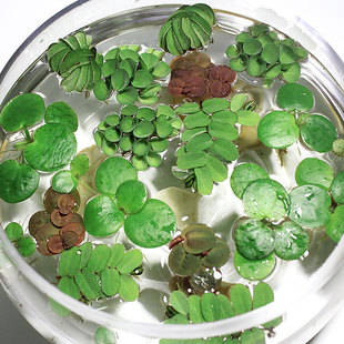 Fish Tank Water Hyacinth Aquatic Plants Live Hydroponic Plants Floating Water Purification Micro Landscape Aquarium Lazy Water Plants Oxygenation